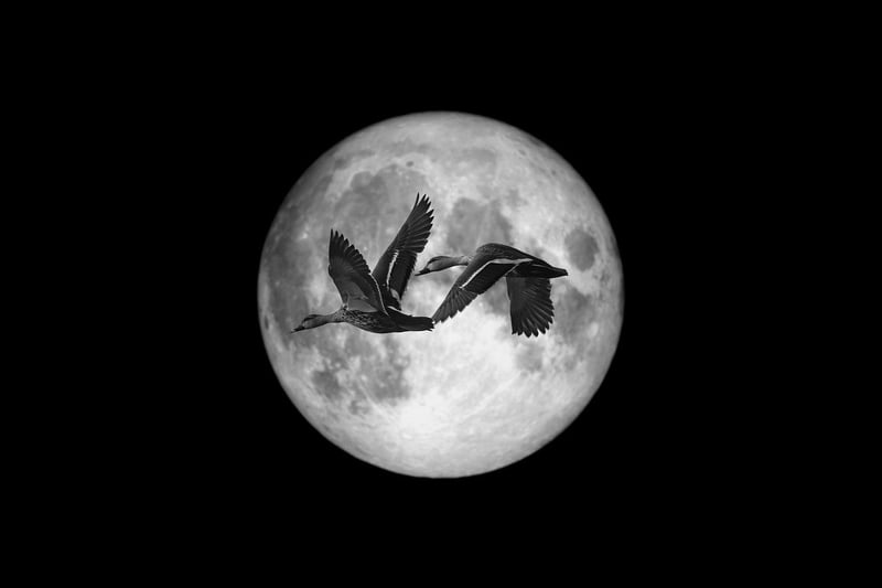 Moonlit Fashion